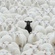 Nigeria:The black sheep.