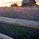 WHEN LAVENDER MEETS RUST