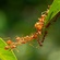 Ants Everywhere.