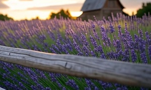 WHEN LAVENDER MEETS RUST