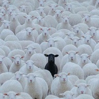 The Black Sheep