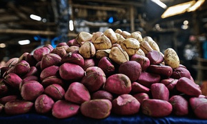 THE SYMBOLISM OF OJI IGBO (KOLA NUT) IN IGBO LAND