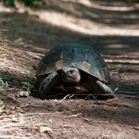 MR TORTOISE GETS DEPRESSED - PART ONE.