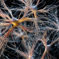 THE BARRIER AND THE BRIDGE.