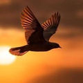 insight image