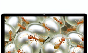 A TALE OF SUGAR ANTS - MY NIGHTMARE