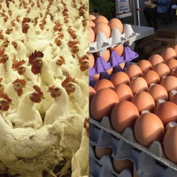 Easter Eggs Instead of Easter Chicken