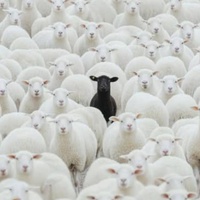 Nigeria:The black sheep.